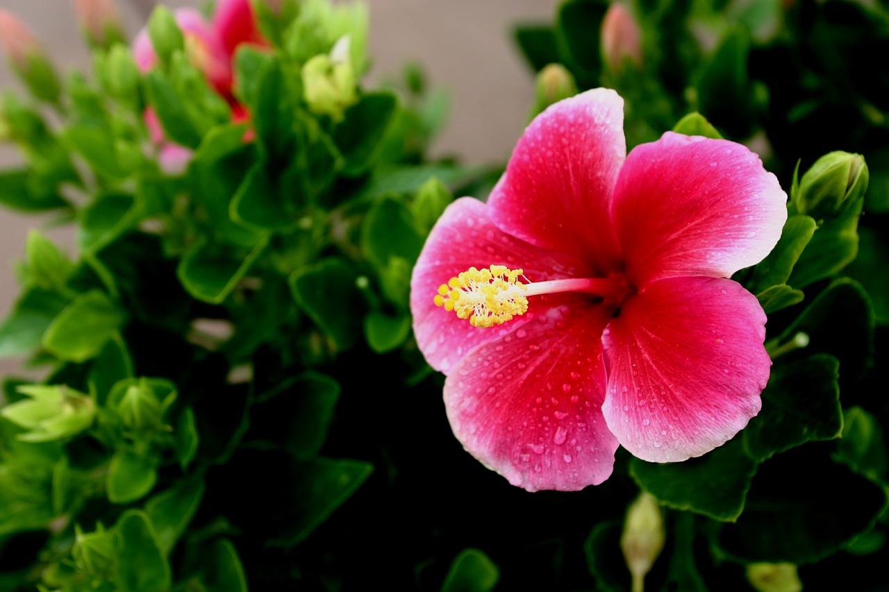 hawaii, flower, hibiscus-644088.jpg